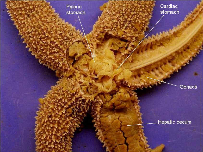 Starfish Dissection